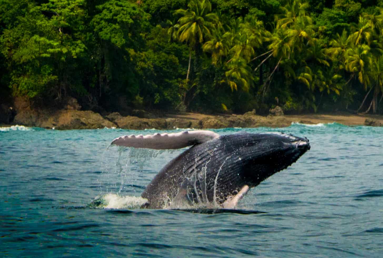 A humpback whale jumping out of the water during dolphin and whale watching tours in Costa Rica.