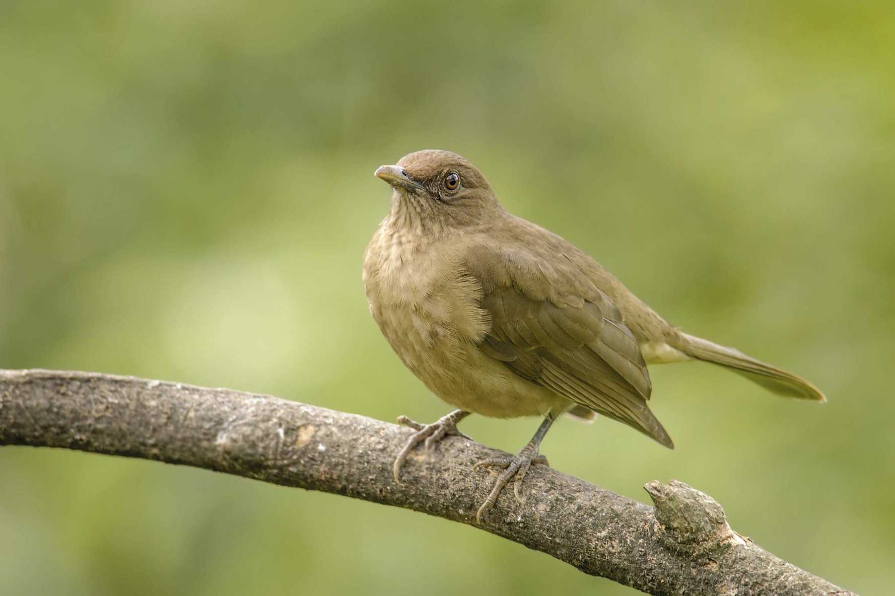 Costa Rica National Bird - Clay-Colored Thrush - Birdwatching Guide ...