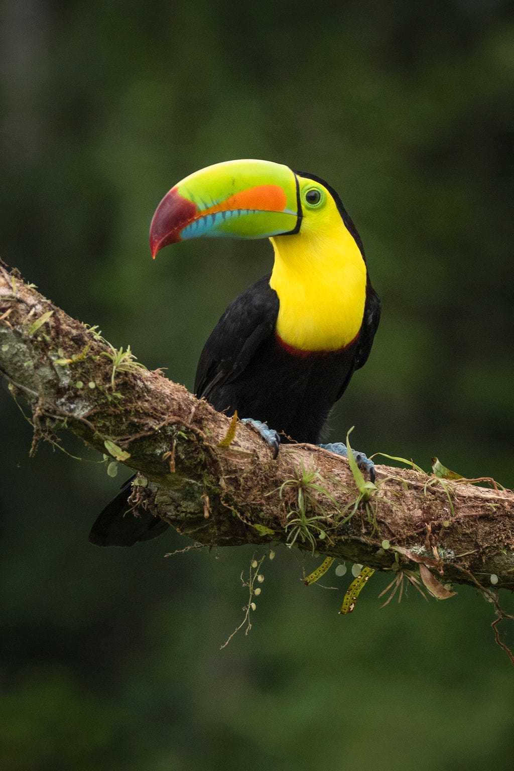 A keel-billed toucan with a colorful beak perches on a mossy tree branch against a blurred green background.