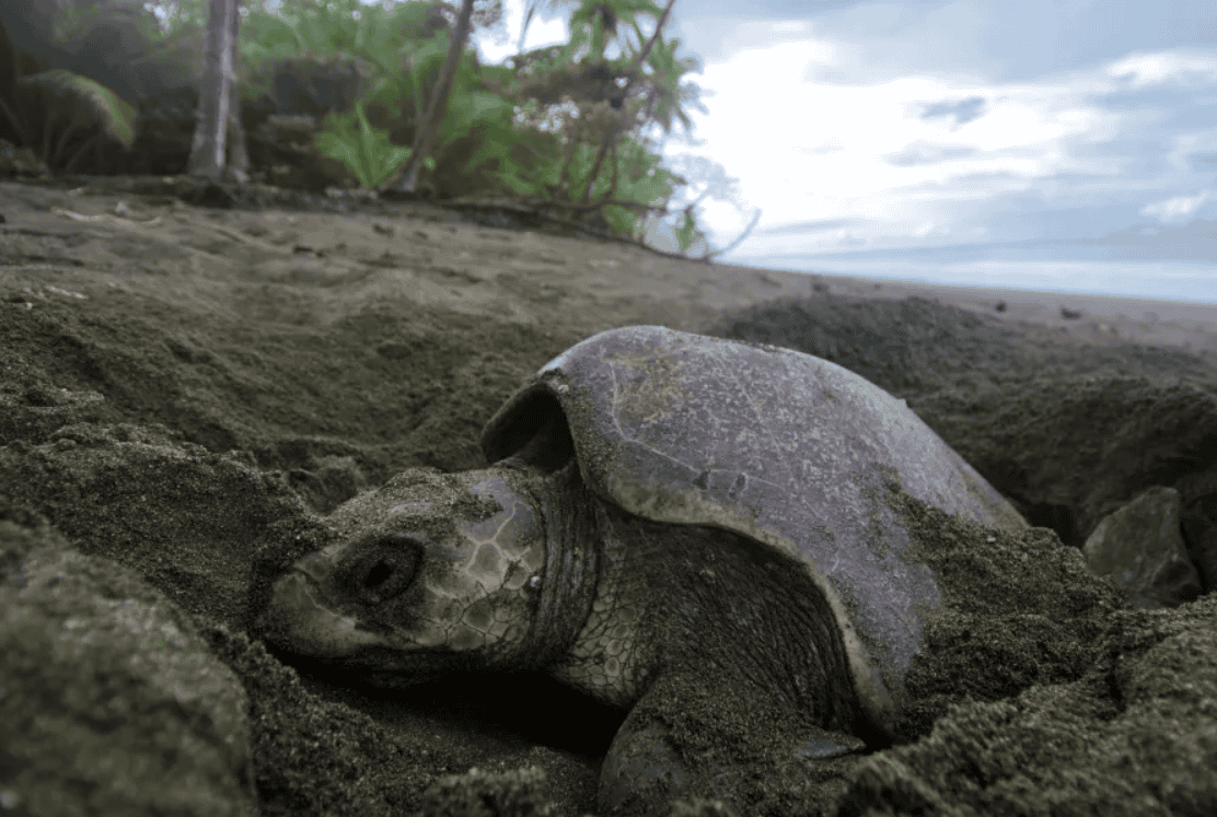 OSA Peninsula Sea species