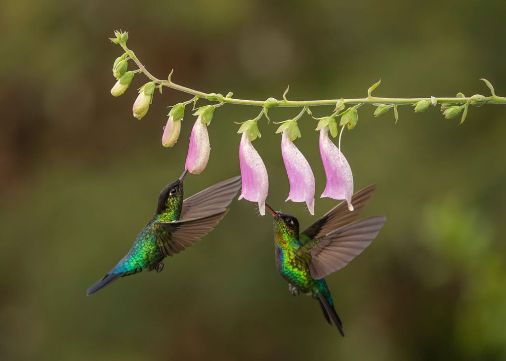 Two iridescent hummingbirds feed from pink tubular flowers on a green stem, with a blurred green background.