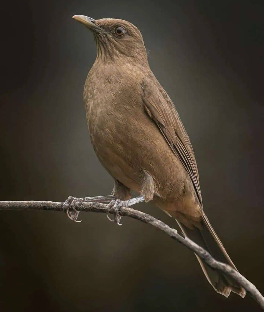 A brown bird with a slender beak is perched on a thin branch against a dark, blurred background.