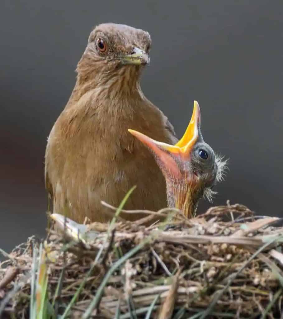 An adult brown bird stands in a nest next to a chick with its beak wide open, likely waiting to be fed.