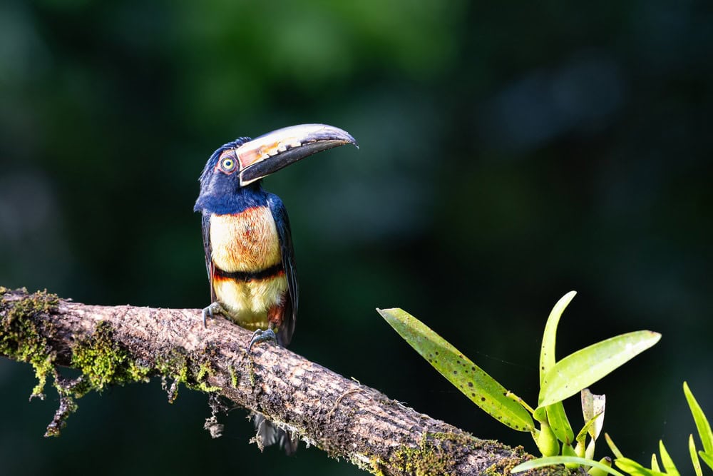 A colorful toucan with a large beak perches on a mossy tree branch against a blurred green background.