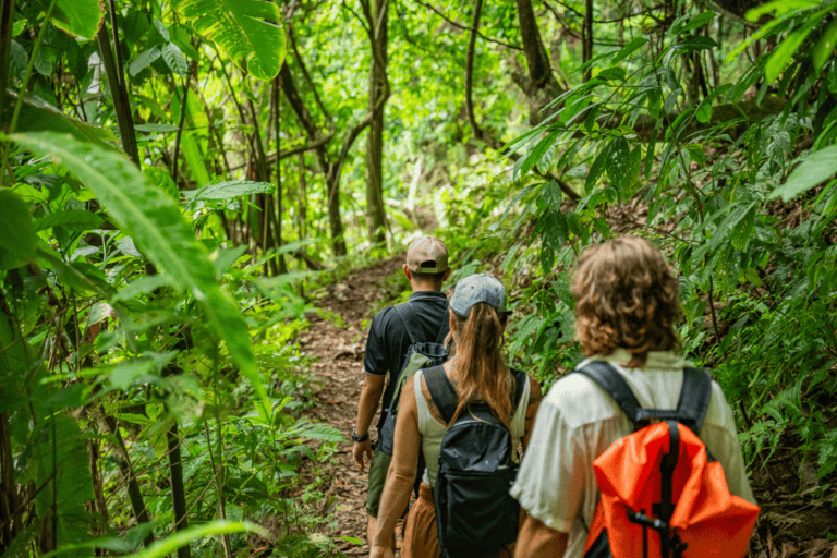 Three people with backpacks walk along a narrow, leafy trail through a dense green forest.