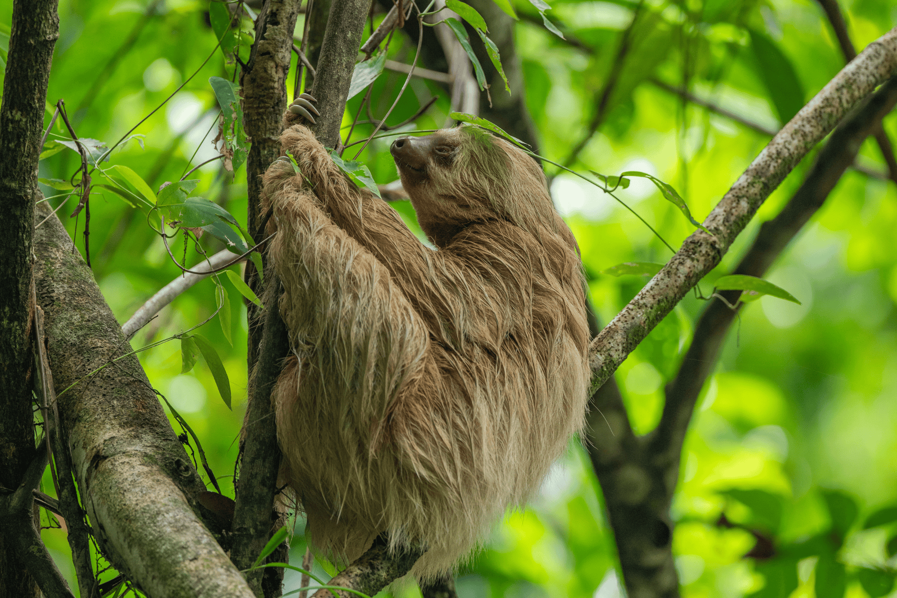 A brown, long-haired sloth climbs a tree branch surrounded by green leaves in a lush forest.