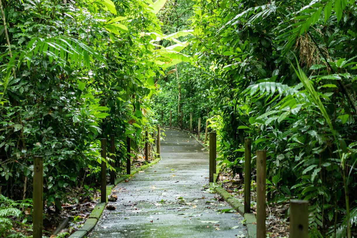 A concrete path runs through dense, lush green vegetation in a tropical forest, bordered by wooden posts and railings.