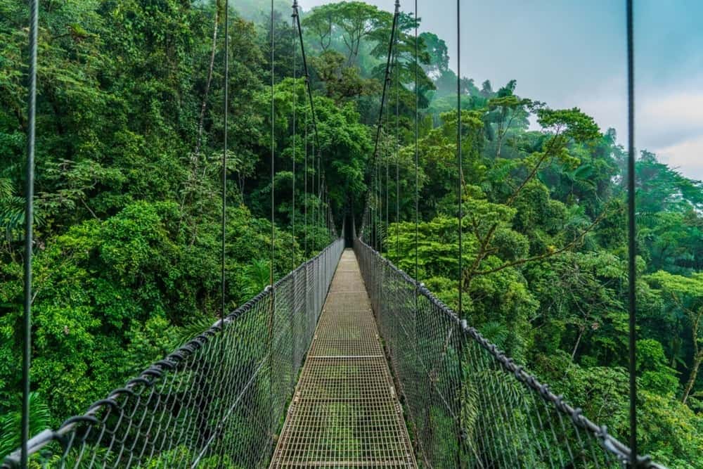 Suspension bridge with metal grating and rope railings stretches across dense green rainforest, disappearing into misty foliage in the background.