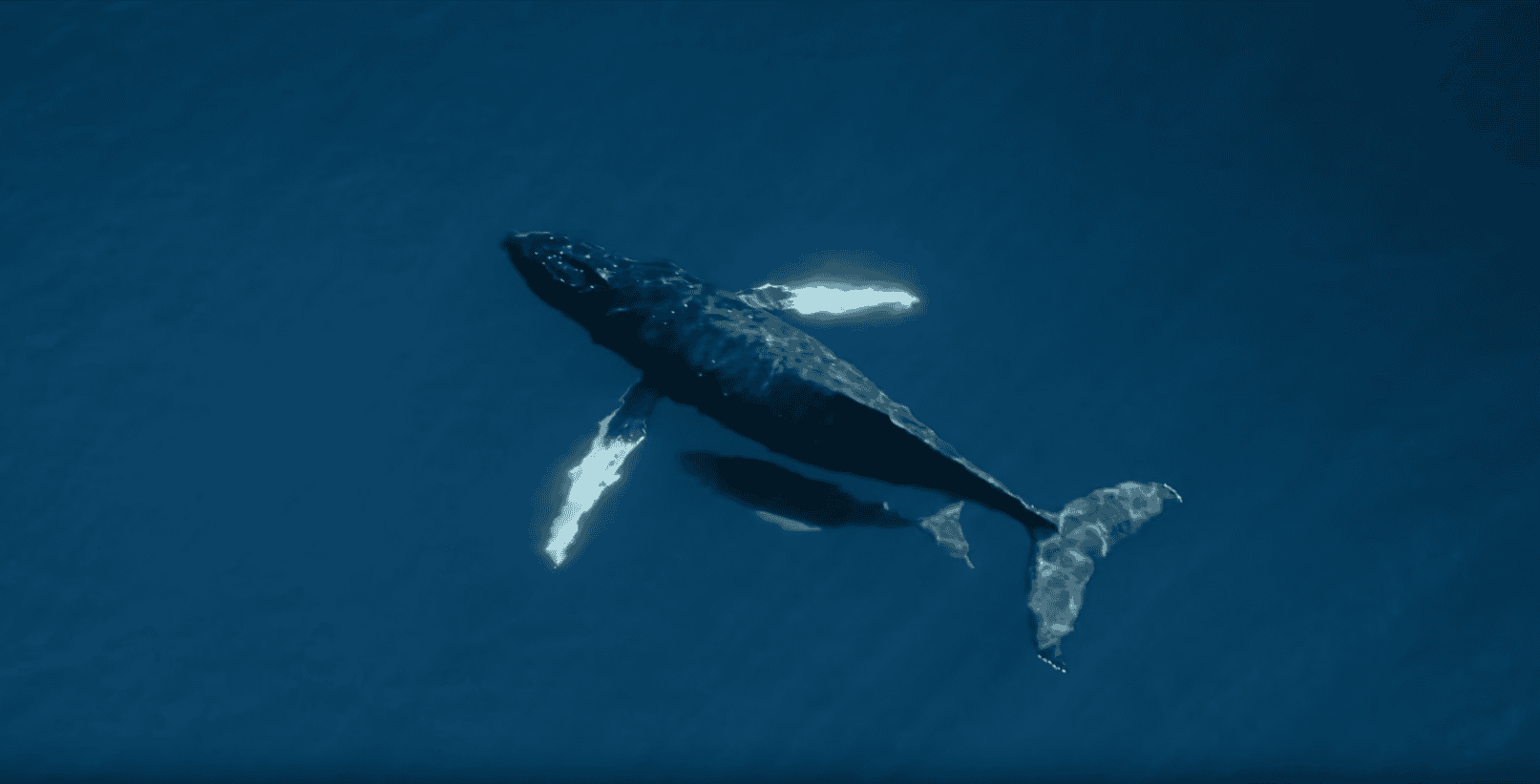 A humpback whale swims near the surface of deep blue ocean water, its flippers and tail fin clearly visible—a breathtaking scene often witnessed by guests staying at the Best Costa Rica Hotel.