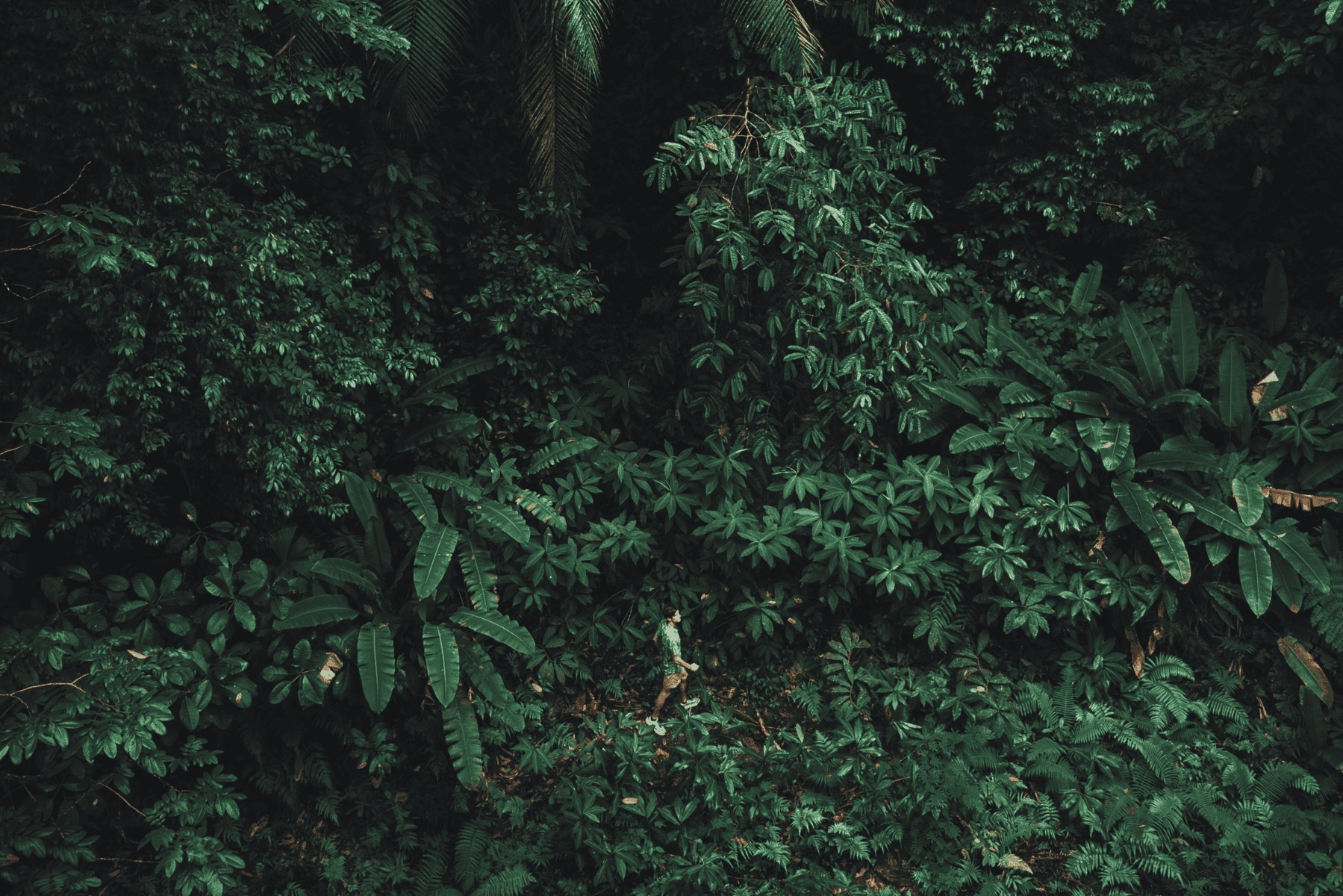 Dense green tropical forest viewed from above, with a person in white clothing partially visible walking among the foliage—immersed in the serenity of yoga on the Osa Peninsula.