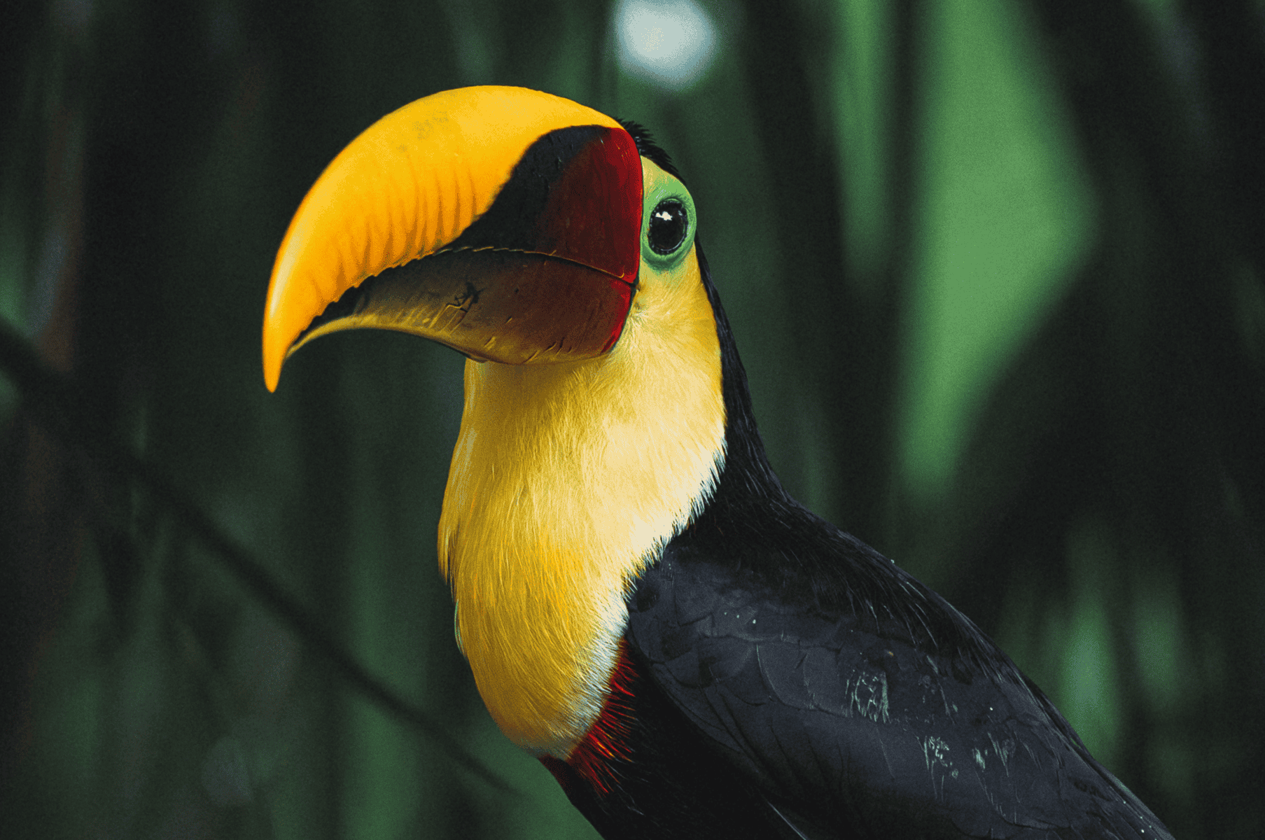 A close-up of a toucan with a large yellow and black beak, yellow chest, and black feathers, set against a blurred green background captures the vibrant wildlife you might spot while practicing yoga on the Osa Peninsula.