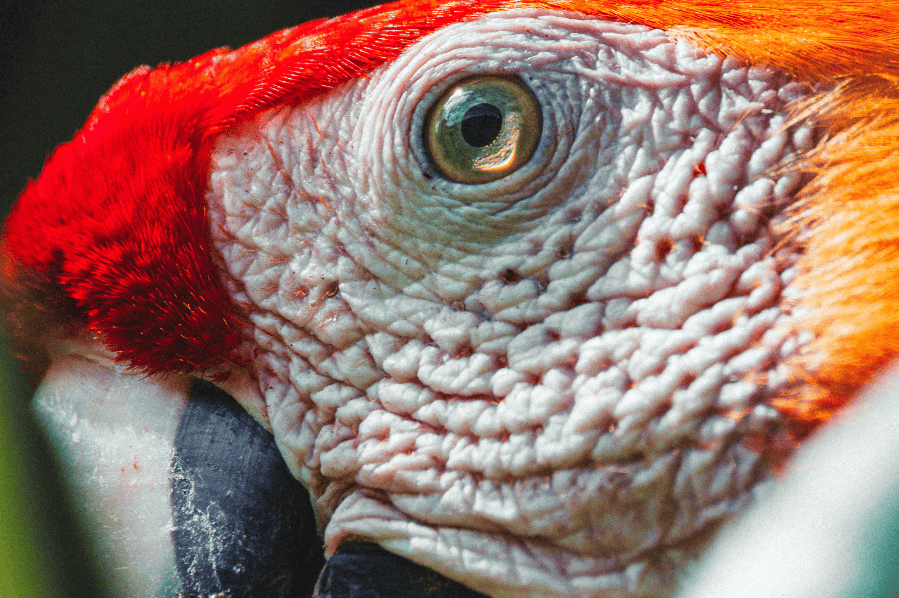 Close-up view of a scarlet macaw’s head, showing detailed texture of its wrinkled skin, yellow eye, red feathers, and part of its beak—an iconic sight for those experiencing yoga on the Osa Peninsula.