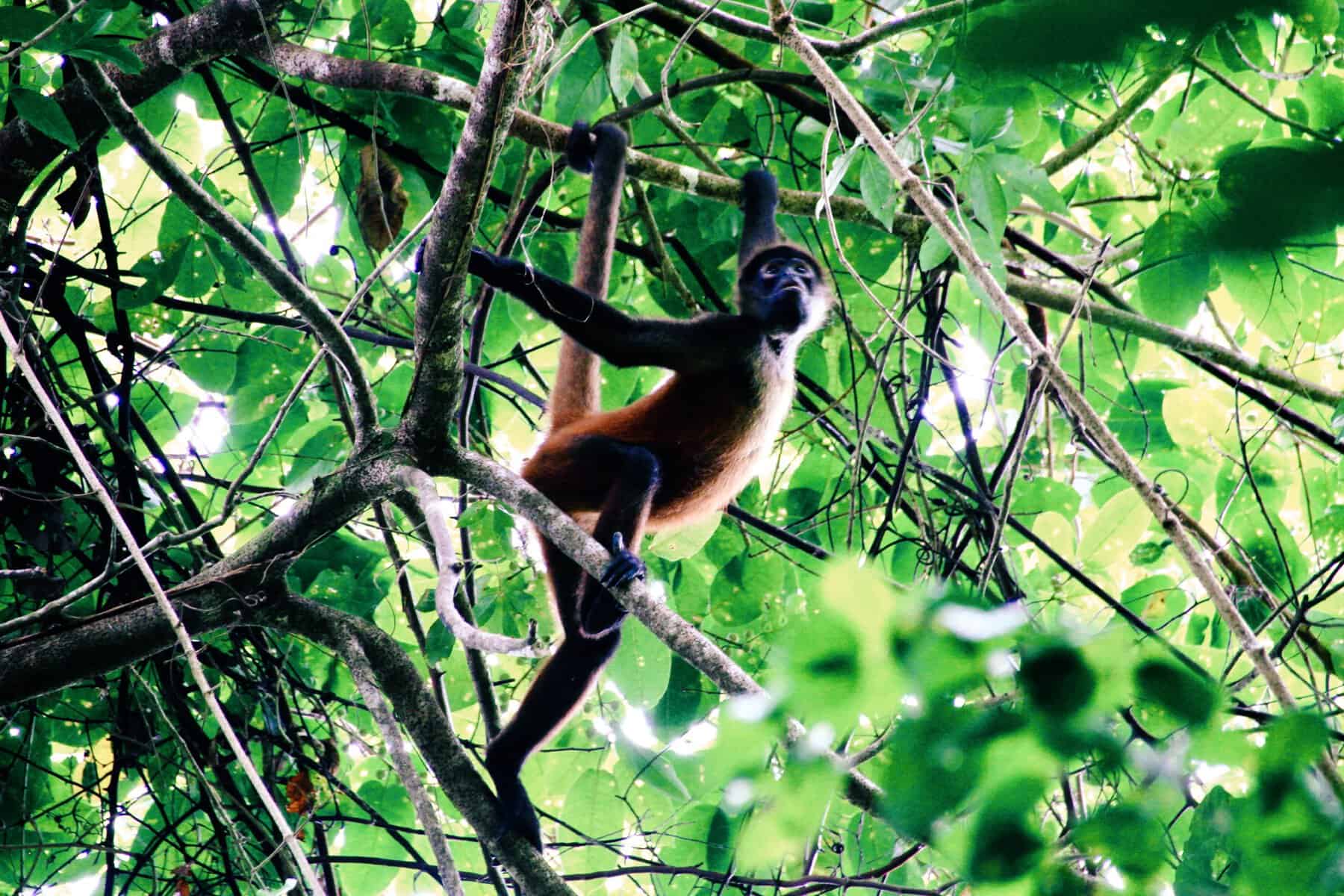 A spider monkey hangs from tree branches surrounded by dense green leaves.